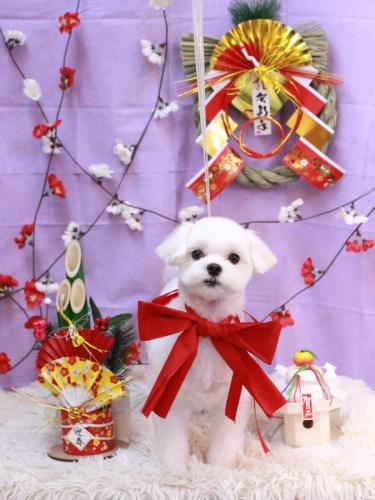 20230115まるちゃん